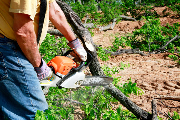 Professional  Tree Services in Conashaugh Lakes, PA